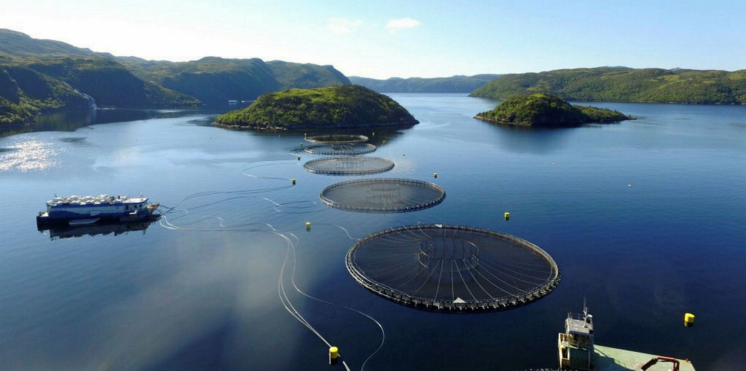 Cooke salmon farming operation forced to remove 485,000 fish after