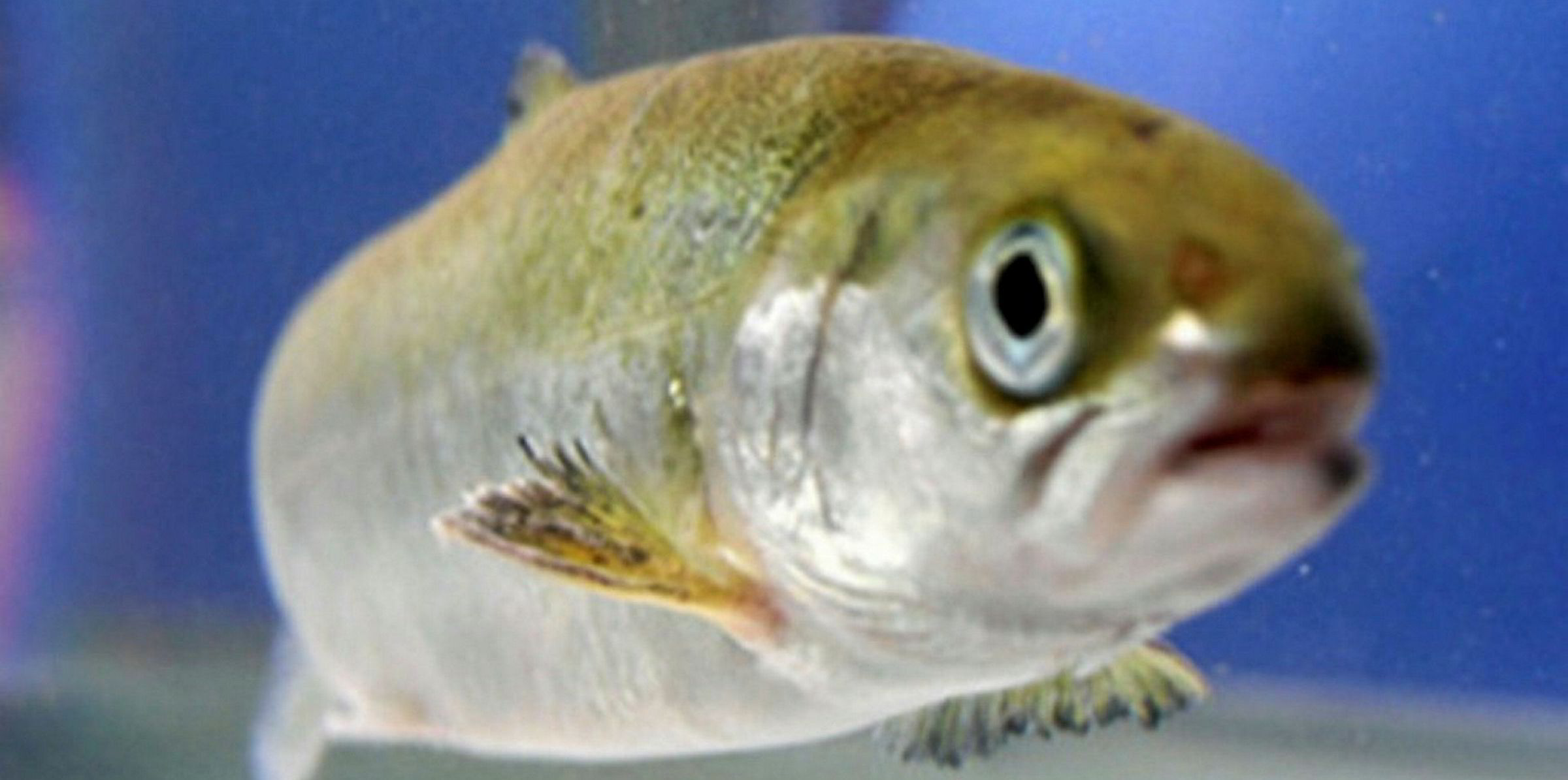 14.000 smolt rømte fra brønnbåt | Intrafish.no