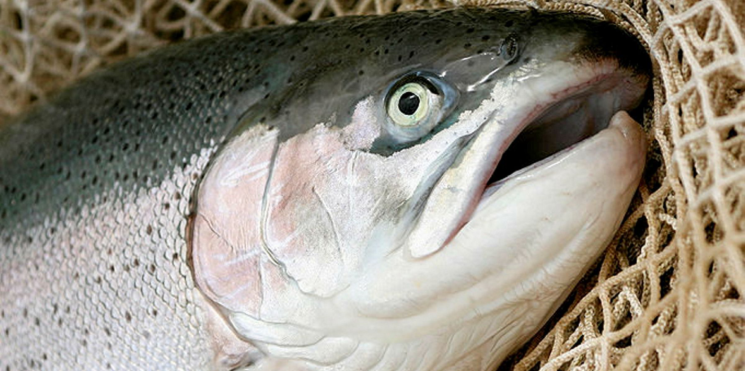 Mitsui's land-based farmed trout hits Japanese retail; China could be next