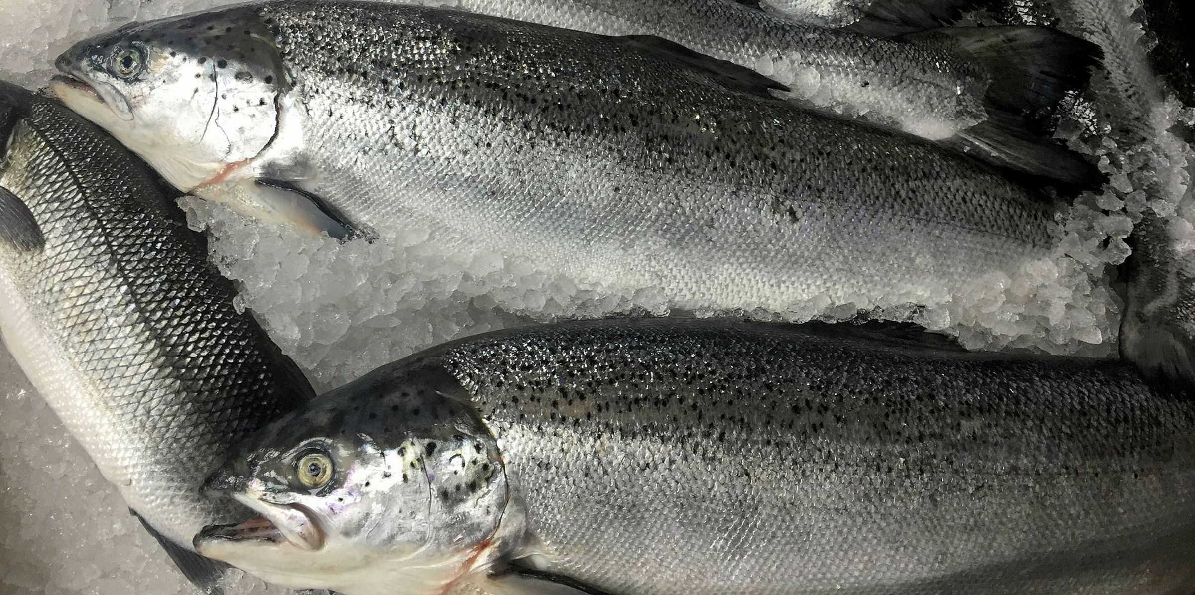 WATCH When Did Land based Salmon Farming Start To Make Sense IntraFish