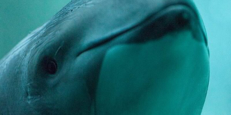 Porpoise probe could take wind out of turbine opponents' sails