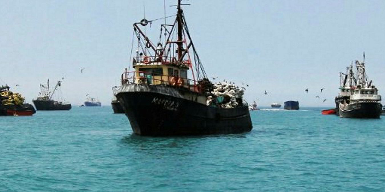 Peru's massive anchovy fishery inches closer to Marine Stewardship