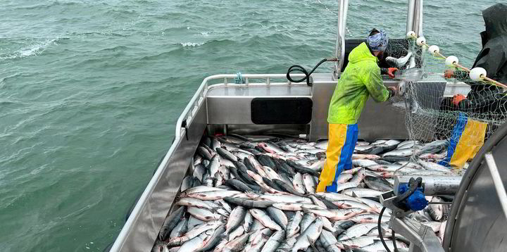 Bristol Bay fishermen protest low base price, lack of transparency from  processors