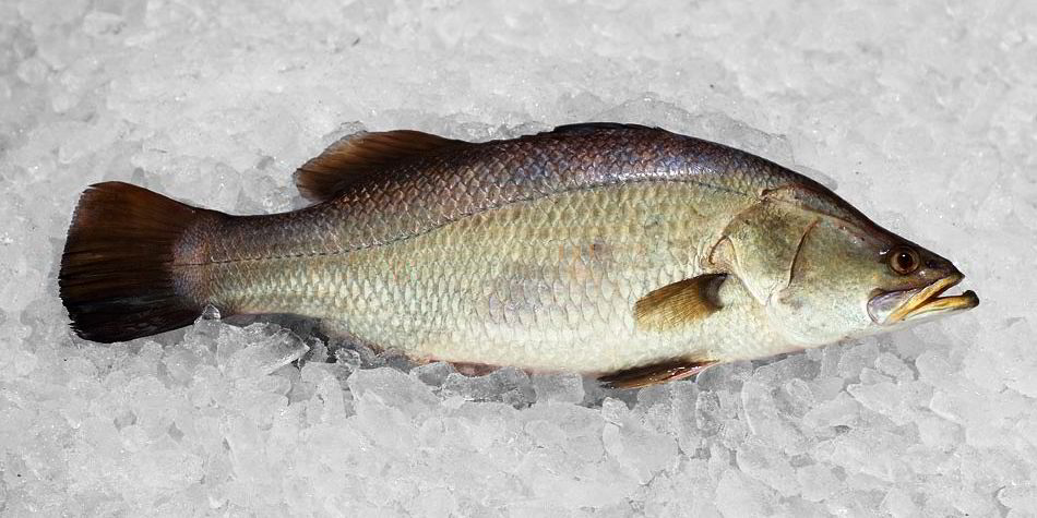 Former Tassal owner calls on gov't to foster investment in aquaculture ...