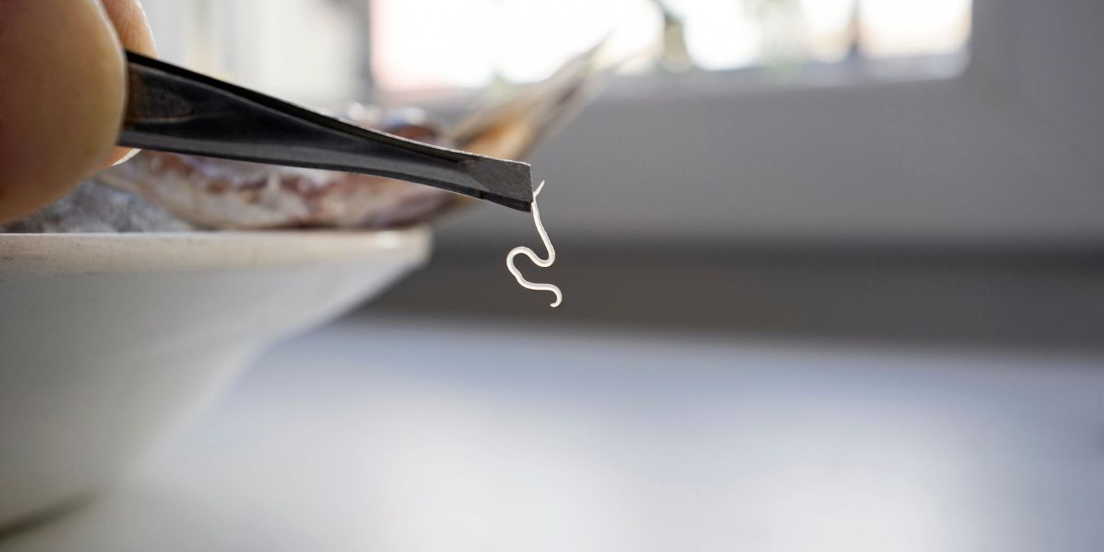 No company wants consumers to find roundworms on their fillets. Can ...