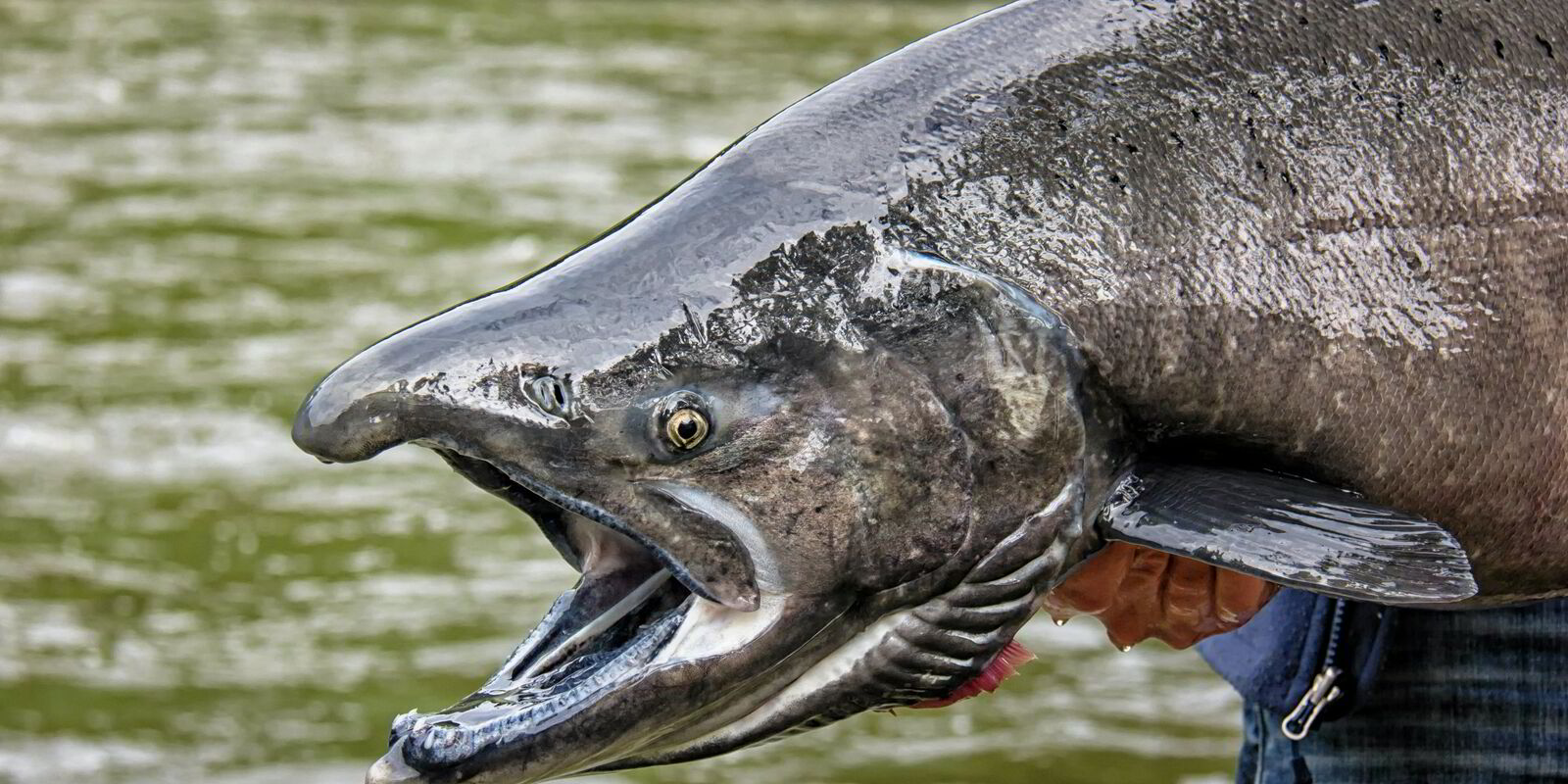 Environmental group sues Trump administration over Alaska salmon listing