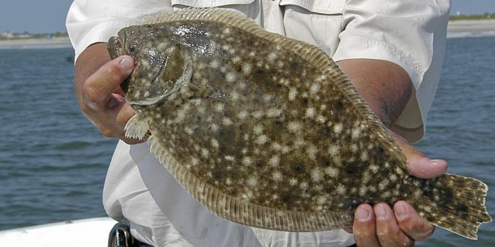 North Carolina flounder: Prices rise, but Southern species cut back to  rebuild stock