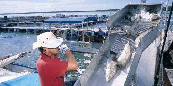 Morpol exec jumps ship to Indonesian barramundi farmer | IntraFish.com