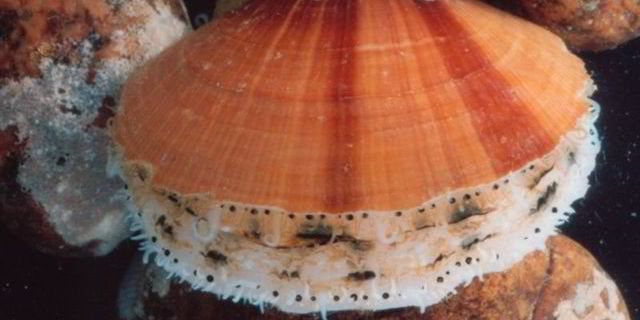 US east coast scallop fishery MSC-certified | IntraFish.com