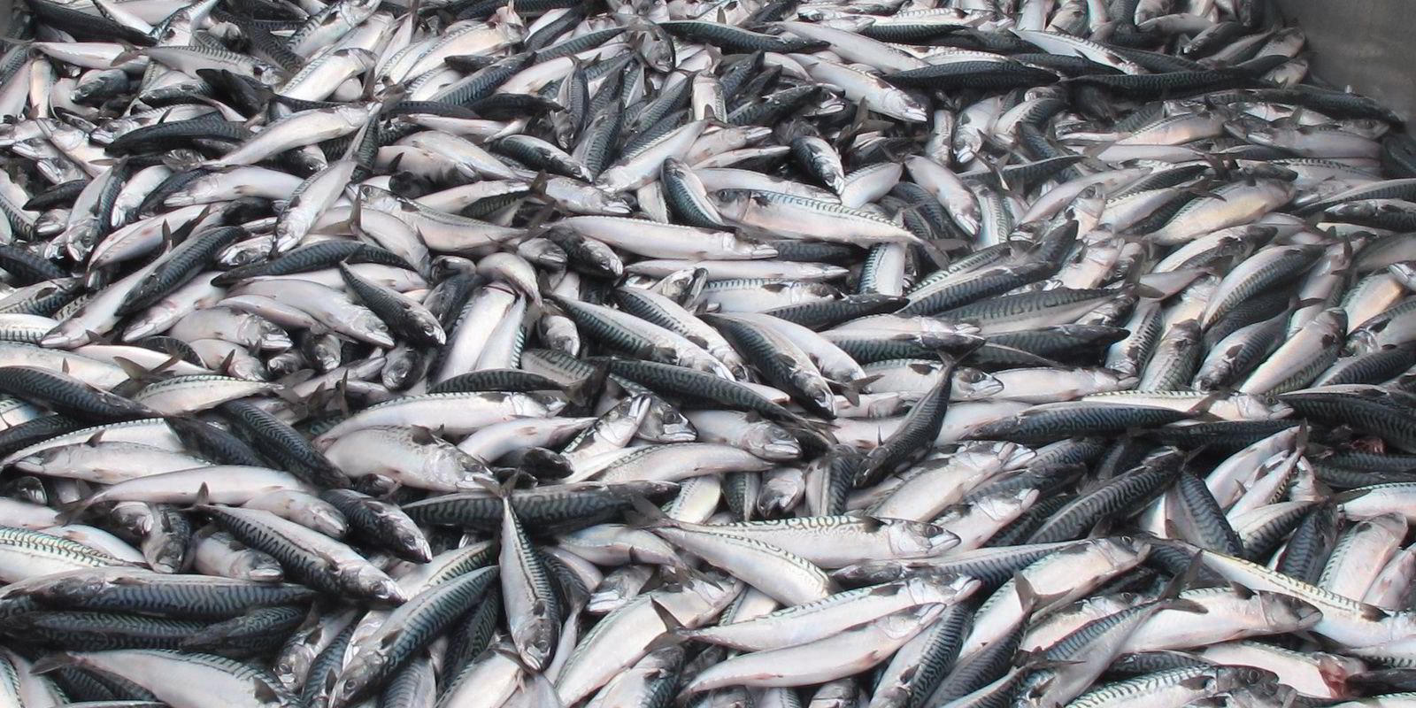 EU cuts Spanish mackerel quota