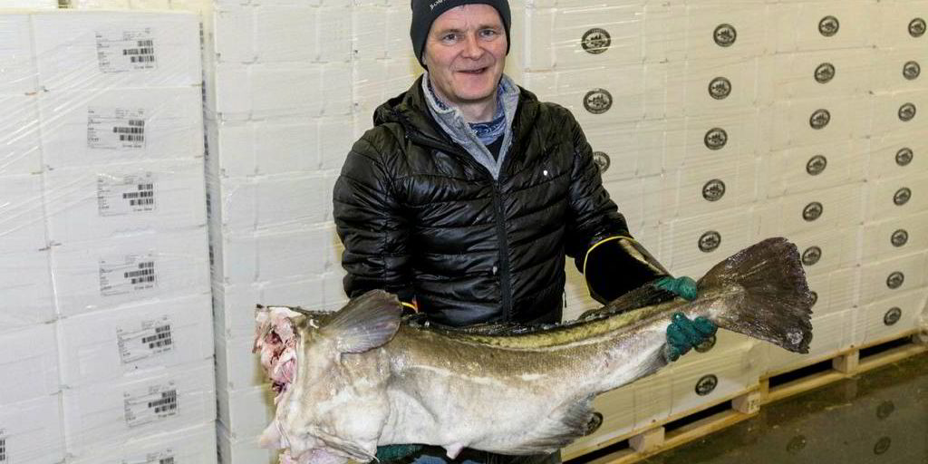 Nordea har sett på hva som skjer med torsken før eksport i Norden