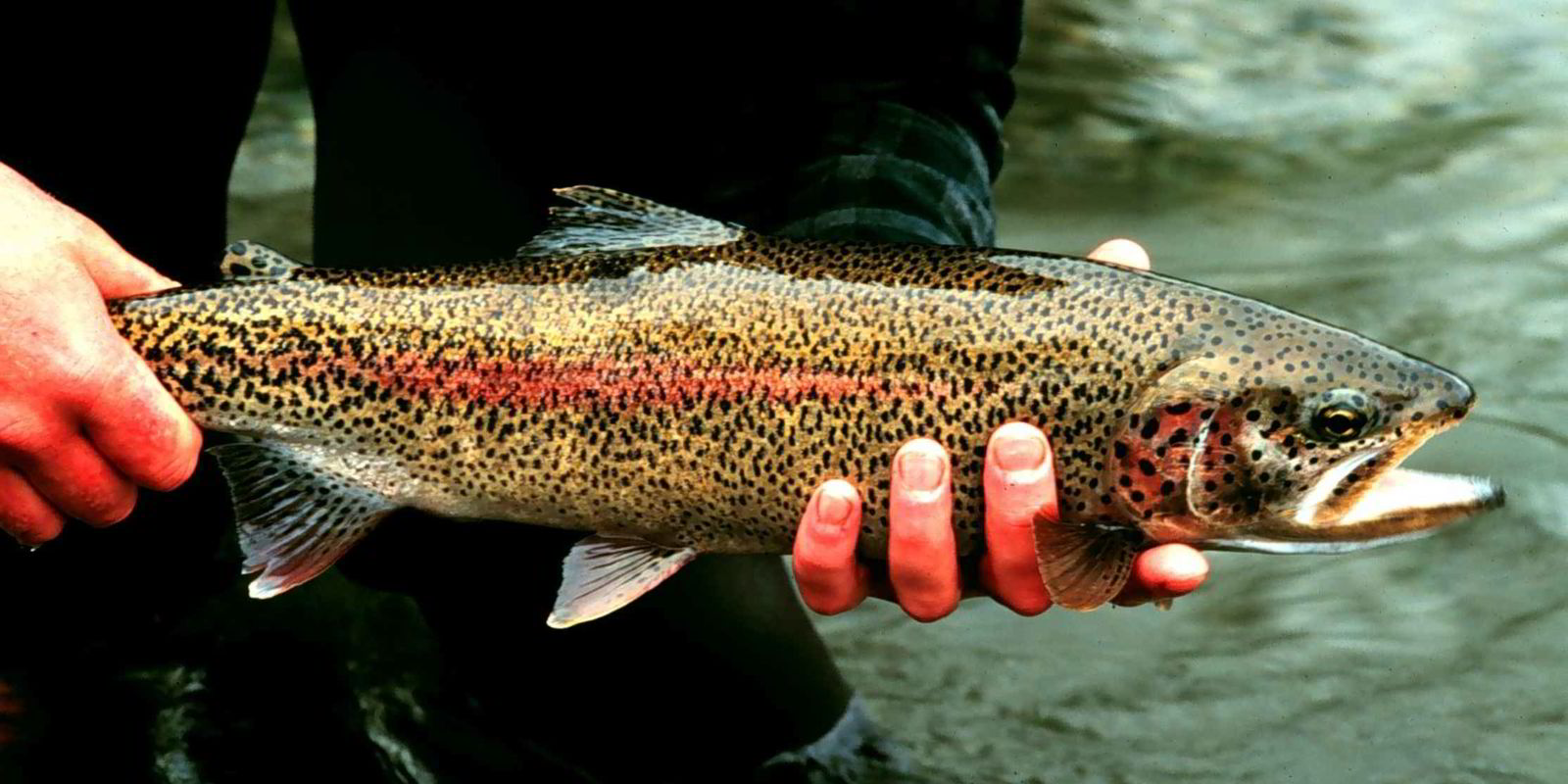 using trout in aquaponics