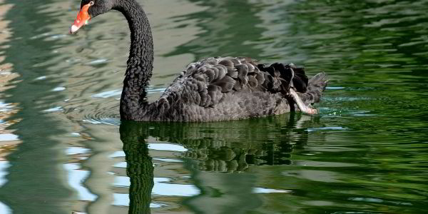 Black Swan spins bit Duvernay shale | Upstream