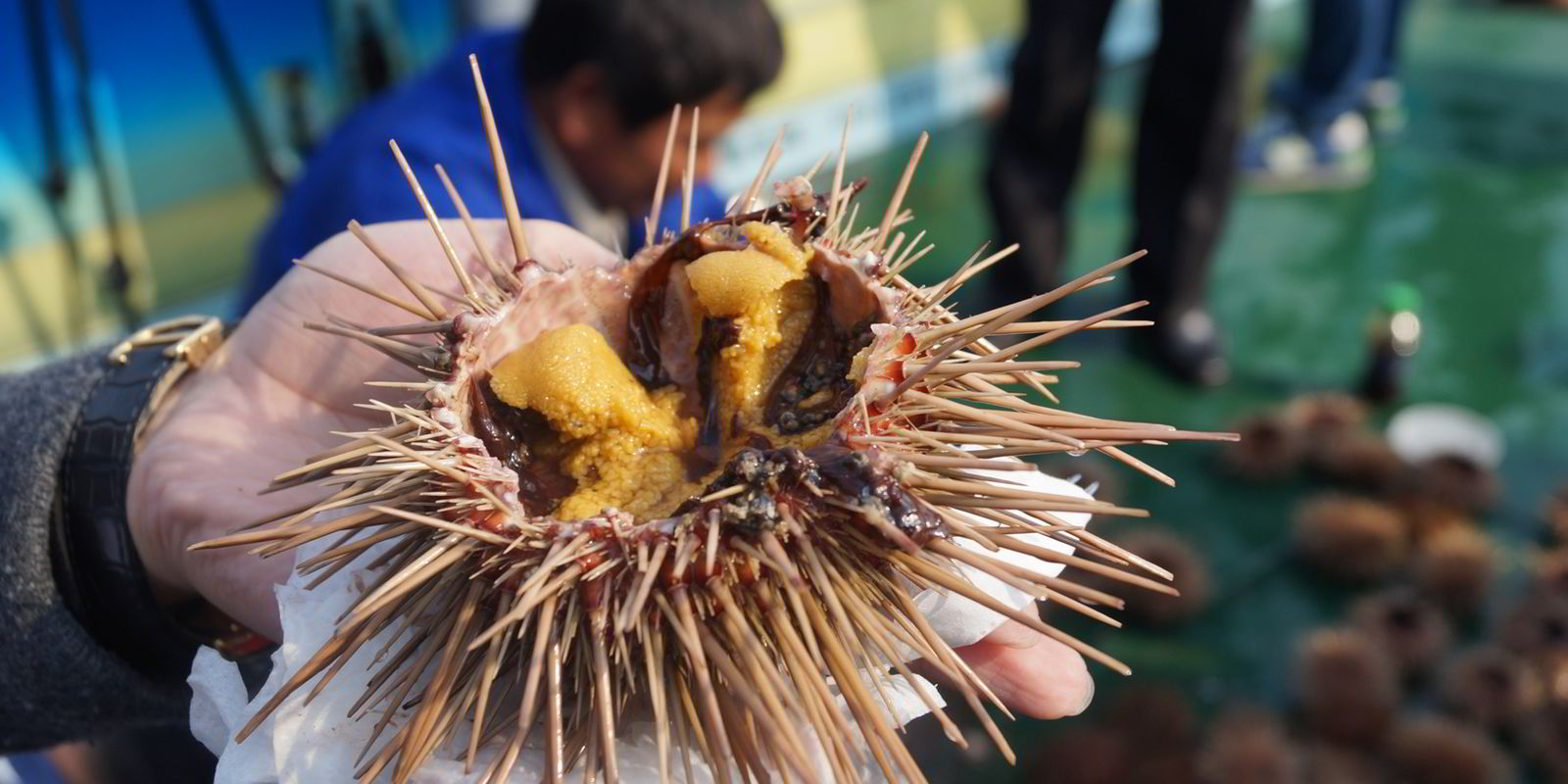 Could sea urchin farming be coming to Canada? | IntraFish