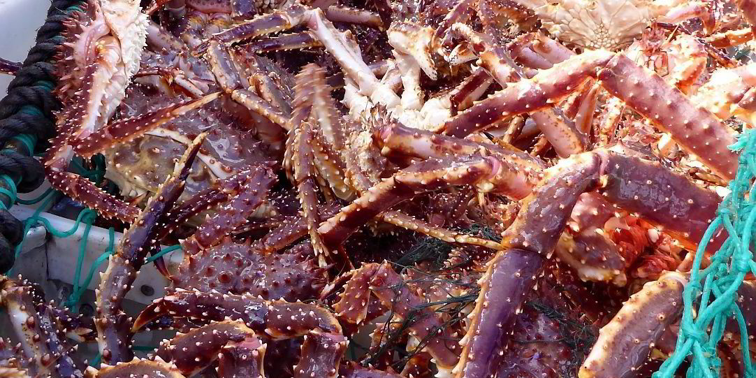 Norway lower king crab quota