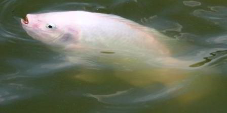 WWF seafood guide upgrades tilapia | IntraFish.com