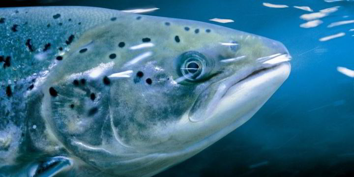 Norwegian salmon biomass levels holding steady | IntraFish.com