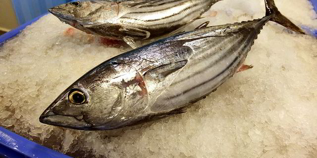 MSC suspends Maldives yellowfin tuna certification, keeps skipjack