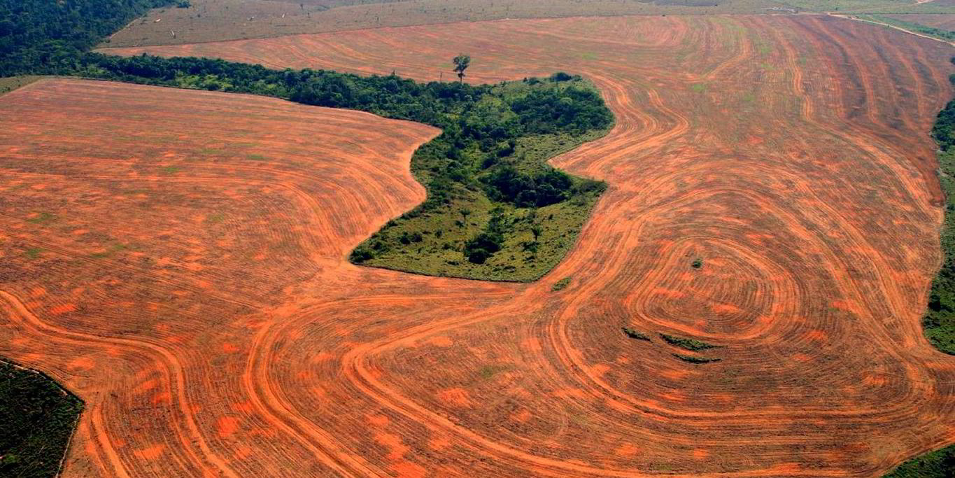 Sugarcane plantations and deforestation threaten Brazil's carnivores - De  Gruyter Conversations