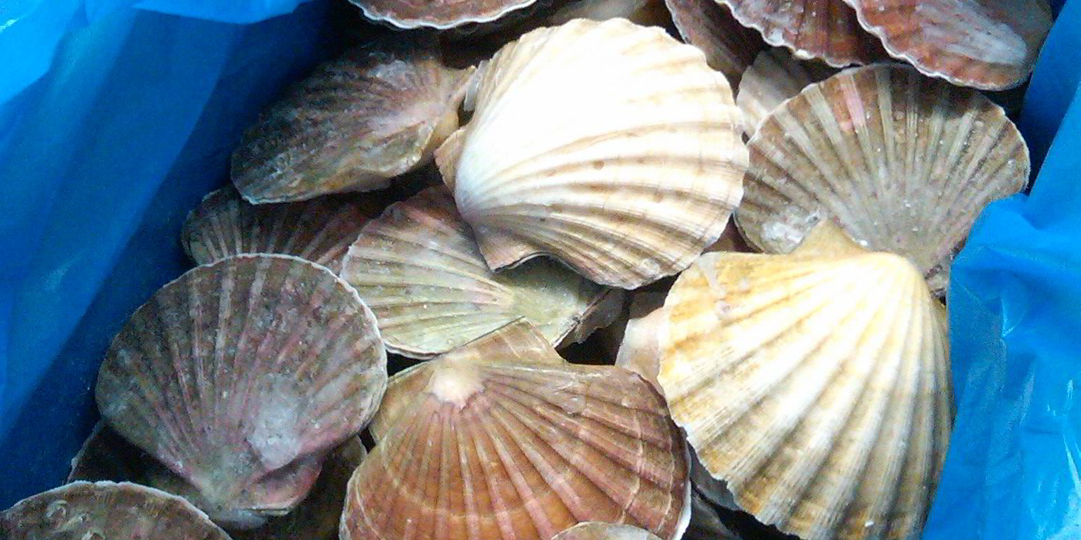 Big plans for scallop farming in Scotland