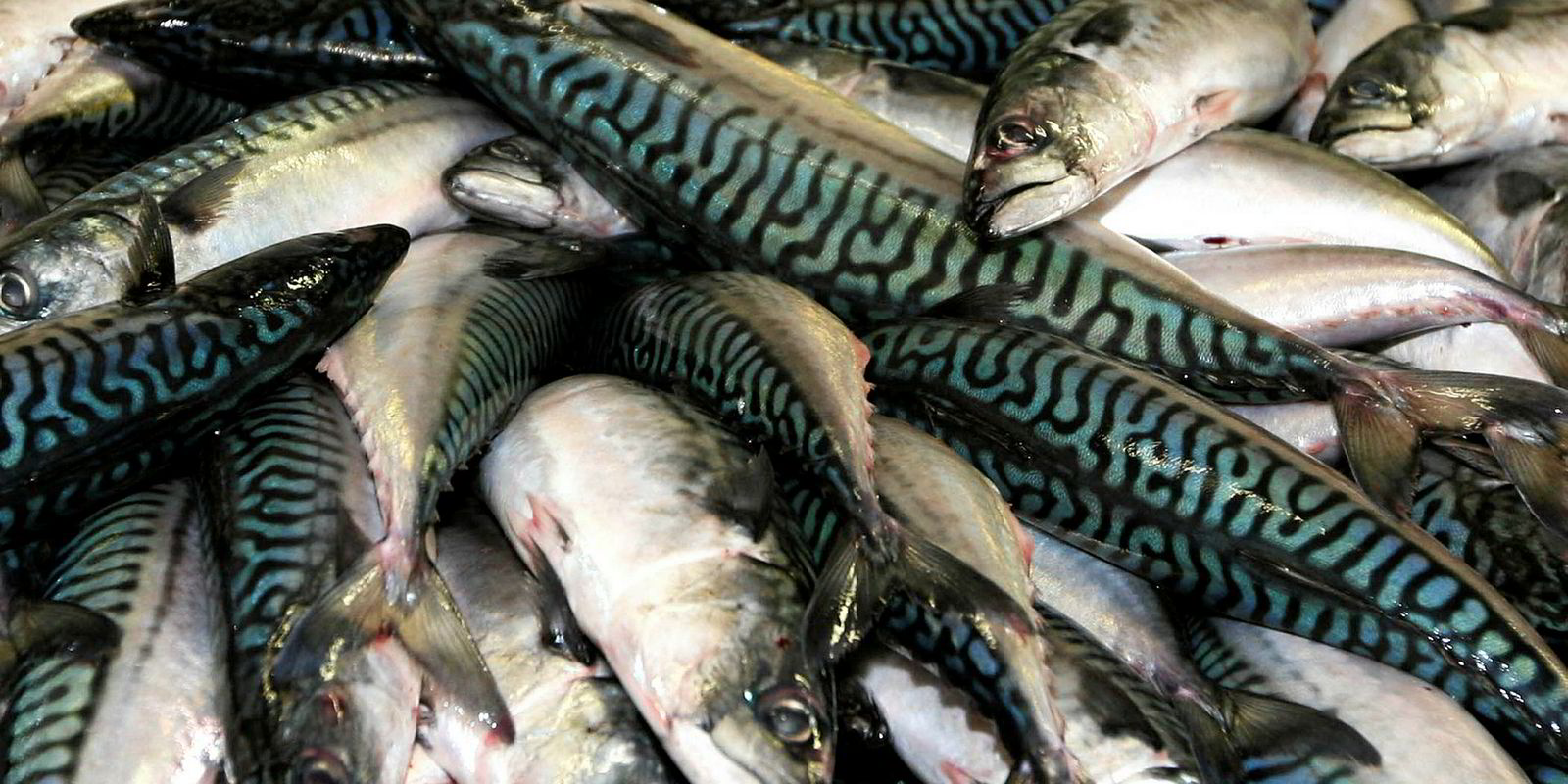 Ireland's 2019 mackerel quota slashed 20