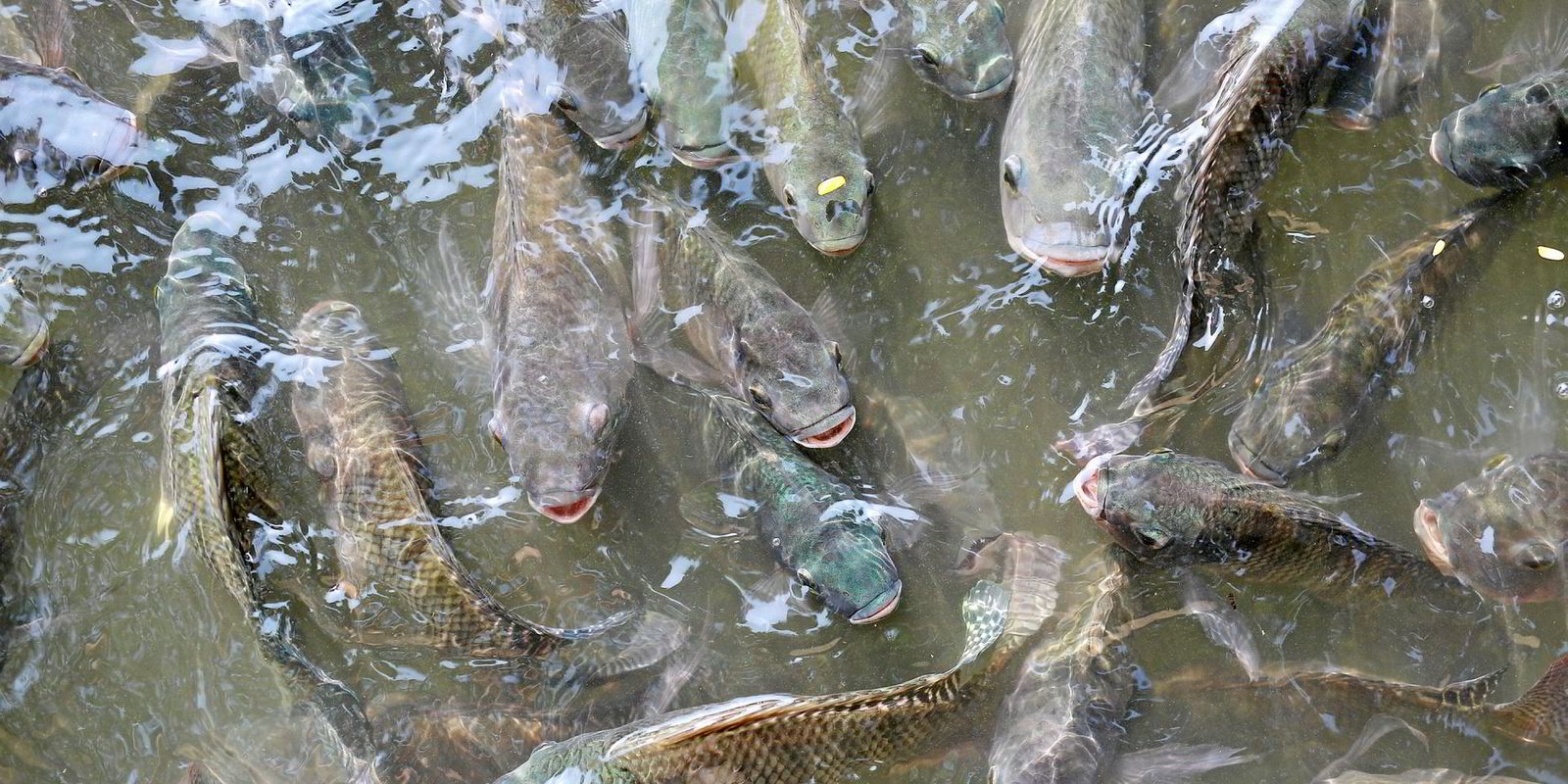 African Farm Resource Centre - Harvesting: Fish produced for consumption  should be harvested when they reach market size. In Kenya, tilapia are  ready for harvesting within six to nine months depending on