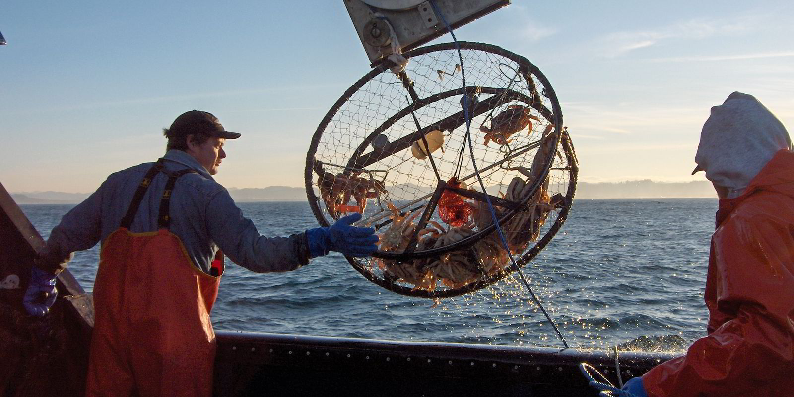 Domoic acid closes part of Oregon Dungeness crab fishery