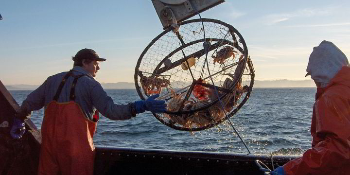 Domoic acid closes part of Oregon Dungeness crab fishery | IntraFish.com