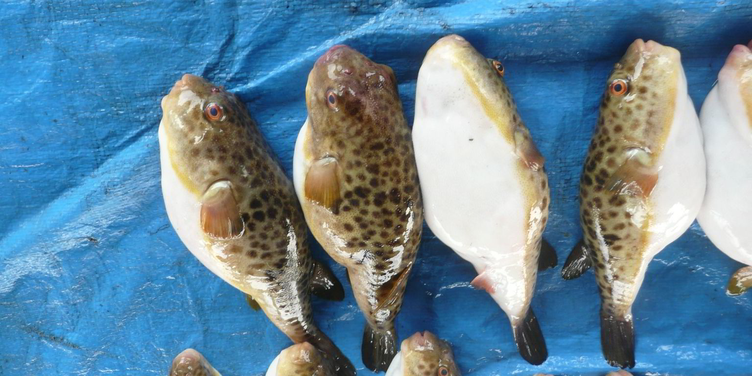 This seafood delicacy is 1,250 times more toxic than cyanide ...