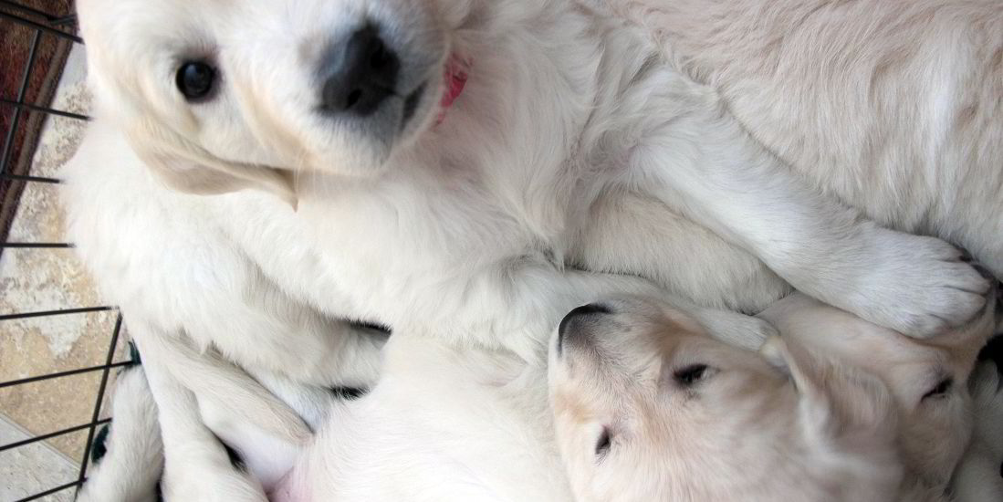 What Or Who Might The Mad Dog Symbolize