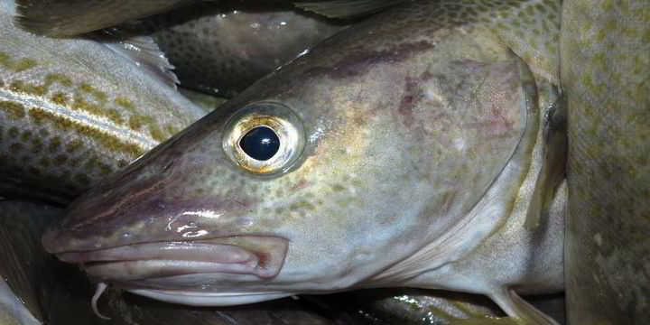 Russia's Atlantic cod prices to remain high, stable | IntraFish.com