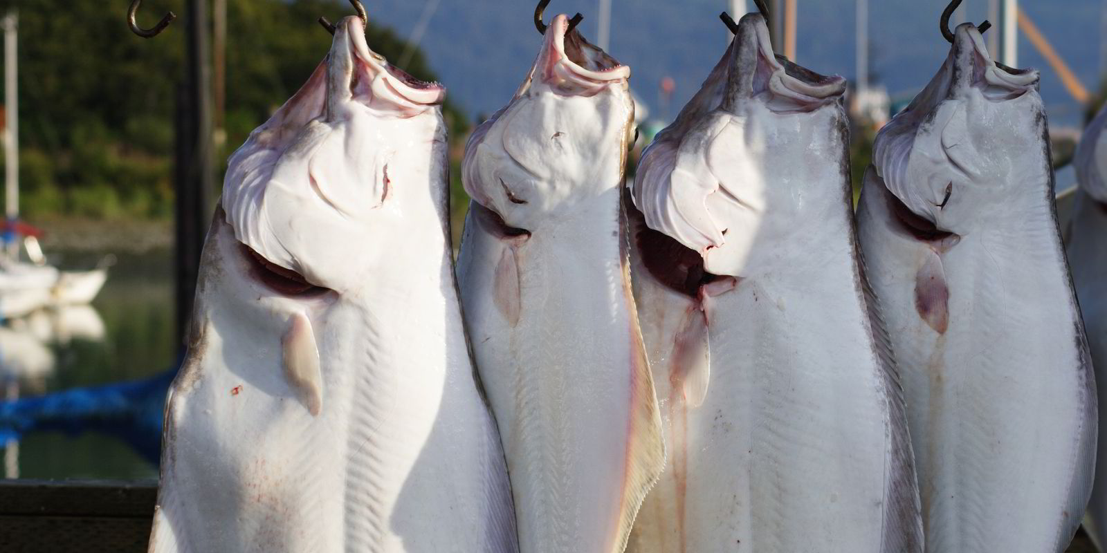 fishing for halibut, fishing for halibut Suppliers and