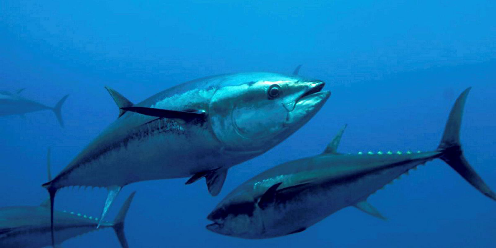 Mexican Bluefin Tuna Lawsuit Standoff Ends With Court Decision 