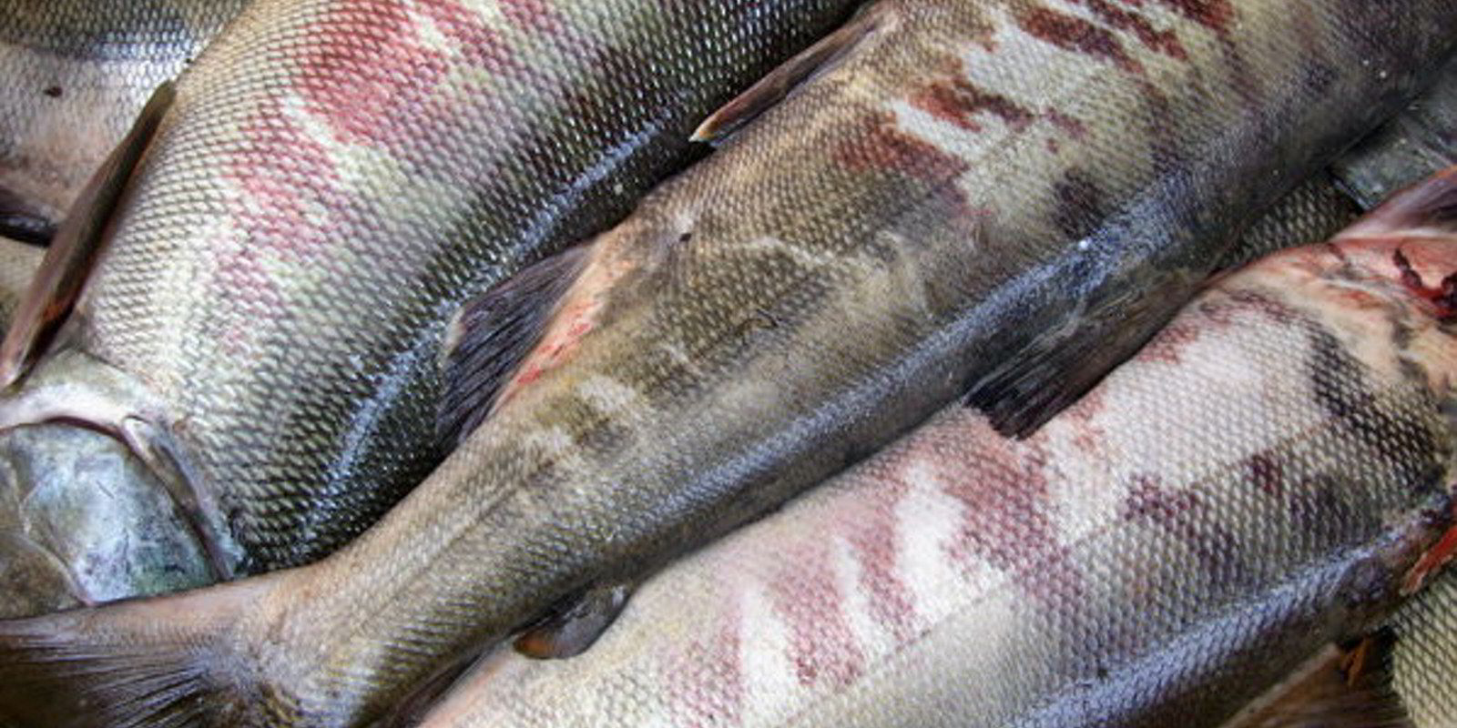 Pressure builds on Alaska pollock industry to reduce chum salmon