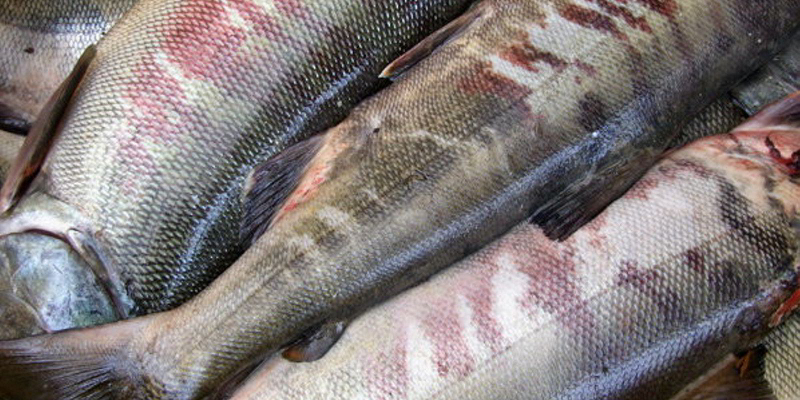 Pressure builds on Alaska pollock industry to reduce chum salmon ...