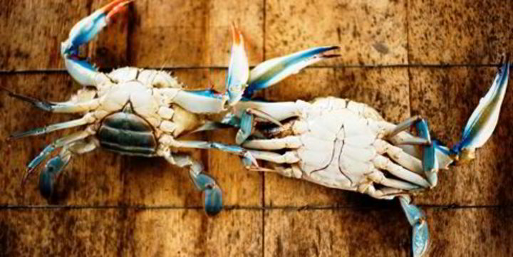 Crab Fingers, Louisiana Blue Crab Brand - Louisiana Direct Seafood