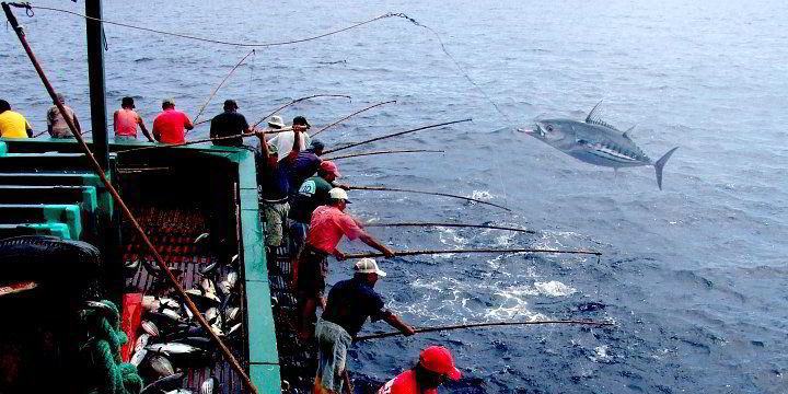 Researcher: Sustainable tuna fishing is bad for the climate