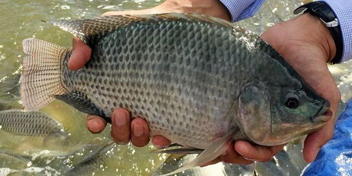 Brazilian tilapia producer Tilabras aims to double production in 2021 ...