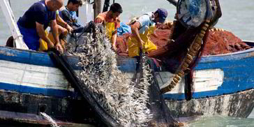 Fisheries experts agree on global guidelines for cutting discards ...