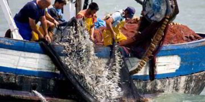 Fisheries experts agree on global guidelines for cutting discards ...