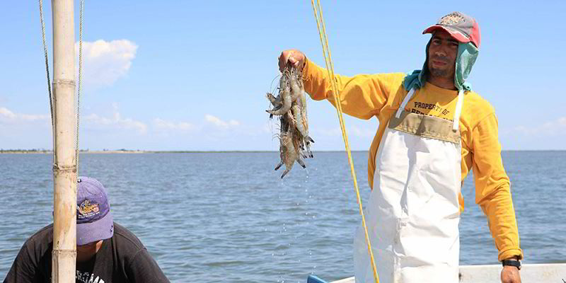 Mexico announces permanent ban of gill-nets in vaquita habitat