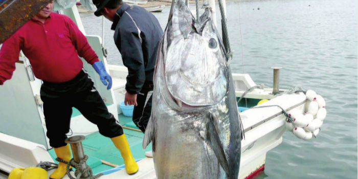 Inside Japan's still-thriving fisheries sector