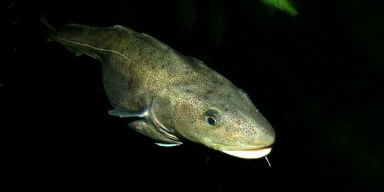 Codfarmers’ fate ‘in the balance’ | IntraFish.com