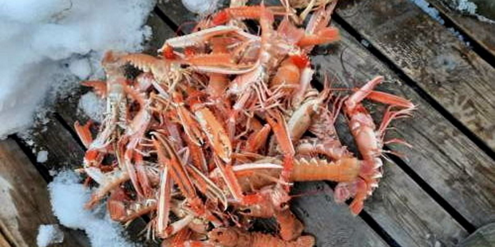 Krepsefisker må i retten for å ha fisket med altfor mange teiner ...