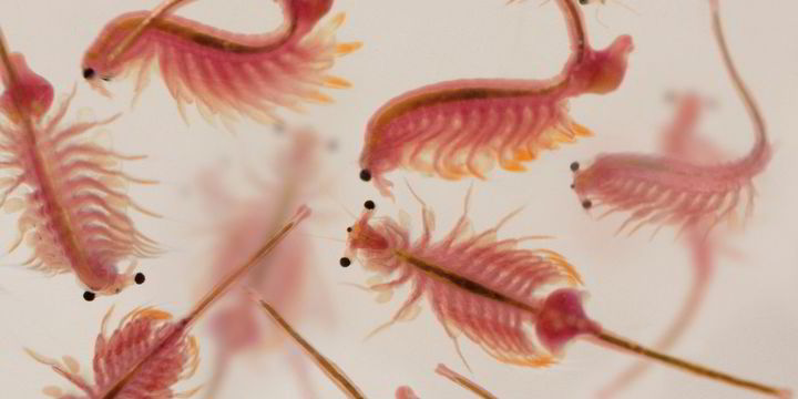 Fish live feed best sale