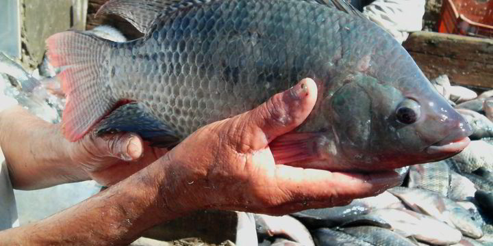 Improved tilapia strains to boost Ghana's production tenfold