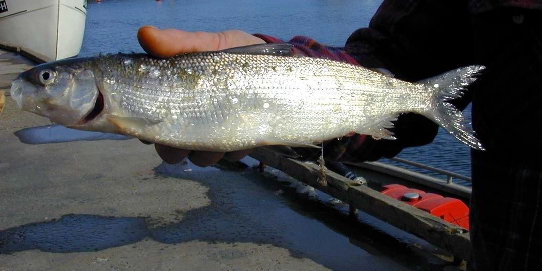 Ferskvannsfisk hjelper forskerne på havet | Fiskeribladet