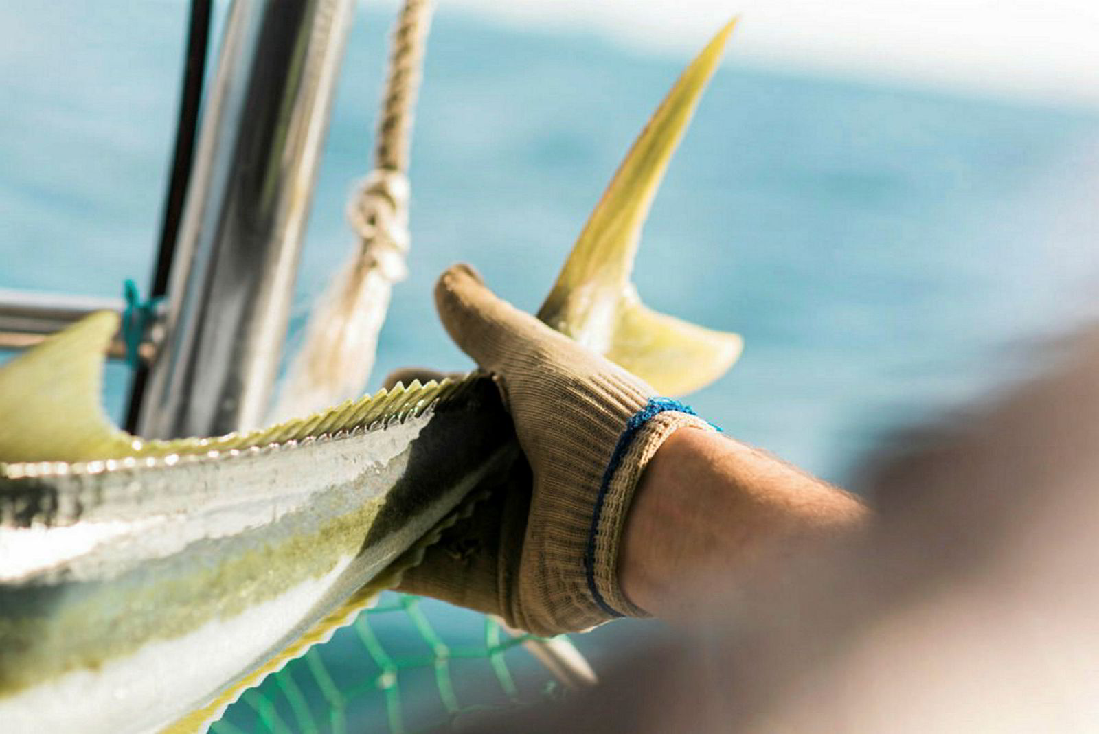 New Zealand Fishing Giant Appoints New Ceo Intrafish