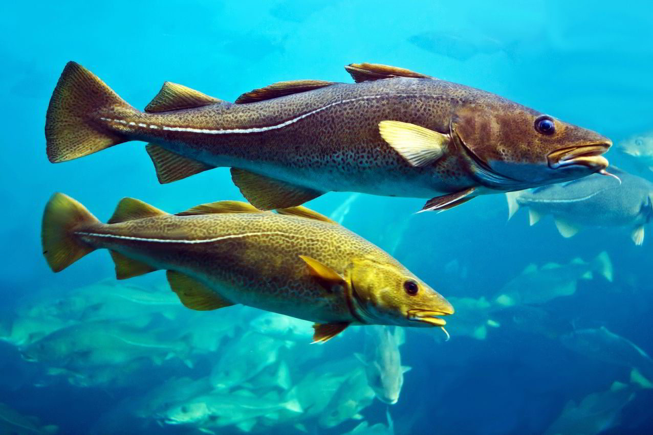 Scientists spawn and hatch Arctic cod in lab | Intrafish