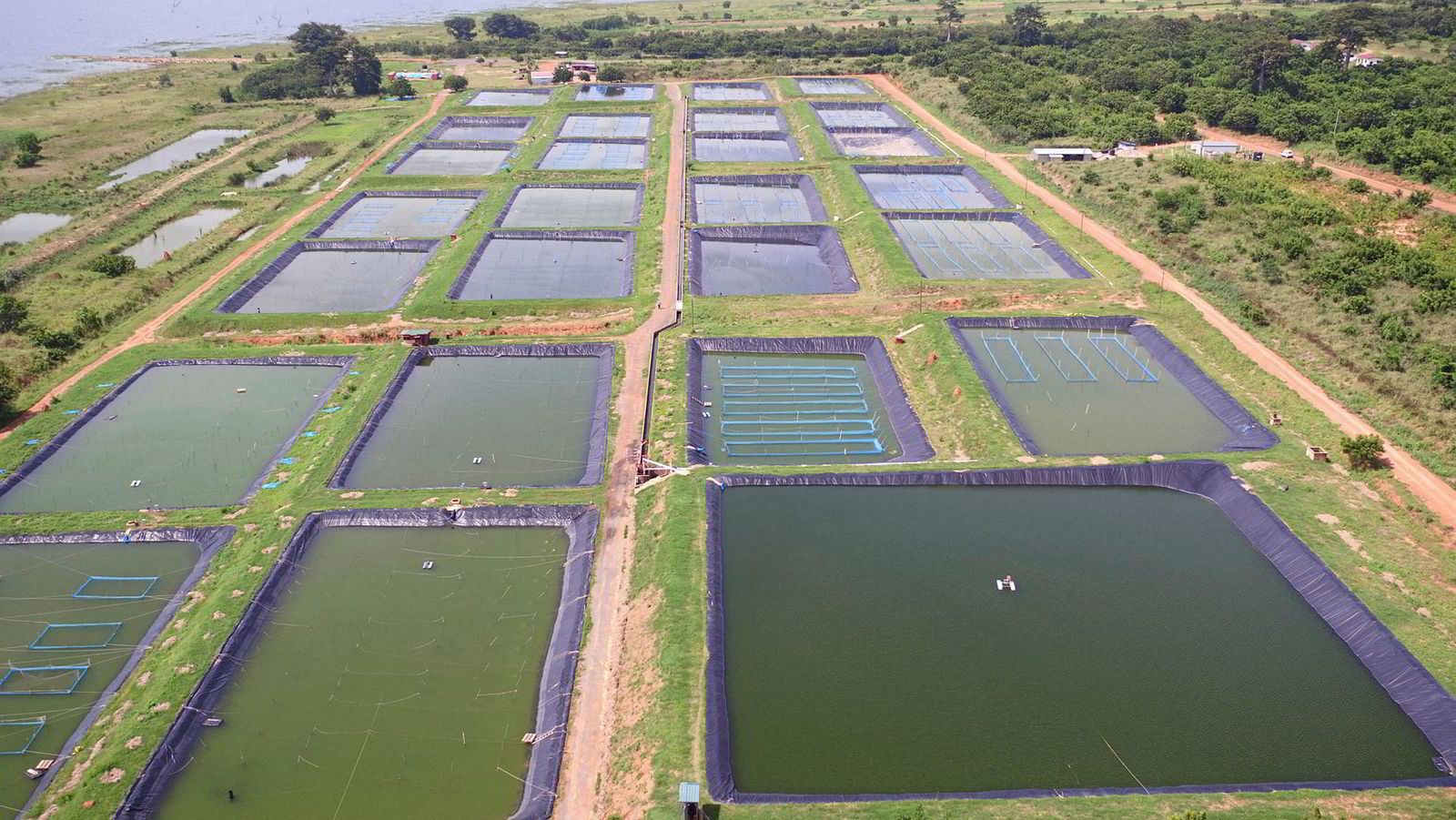 Farm Focus Ghanaian tilapia producer planning to triple production